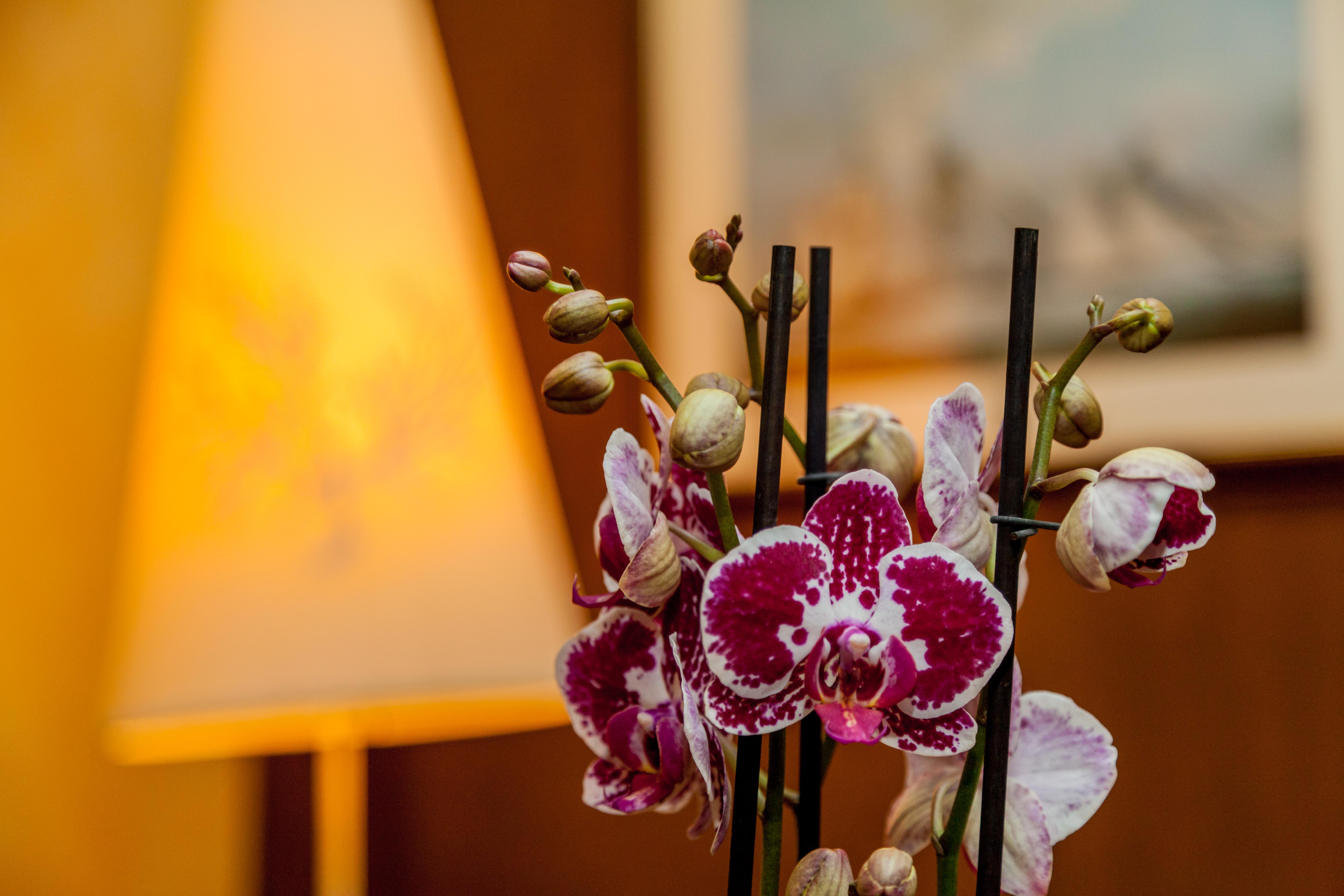 פאלאו La Vecchia Fonte Boutique Hotel מראה חיצוני תמונה